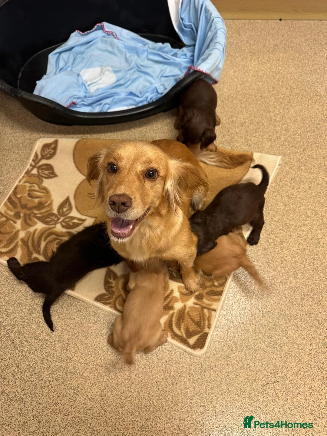 Cocker Spaniel dogs for sale: Kc registered cocker spaniel puppies  - Advert 1