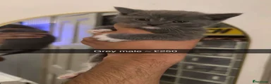 British Shorthair 1