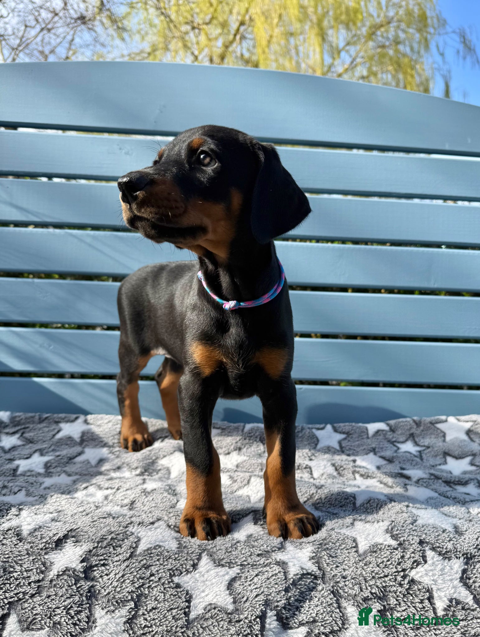 Dobermann dogs 1 Girl left. Champion lines, Health tested - Advert 2