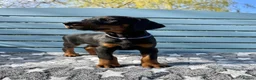 Dobermann dogs for sale: Champion lines, Health tested - Advert 1