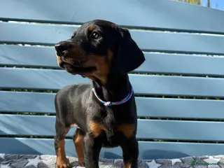 Dobermann dogs 1 Girl left. Champion lines, Health tested - Advert 2