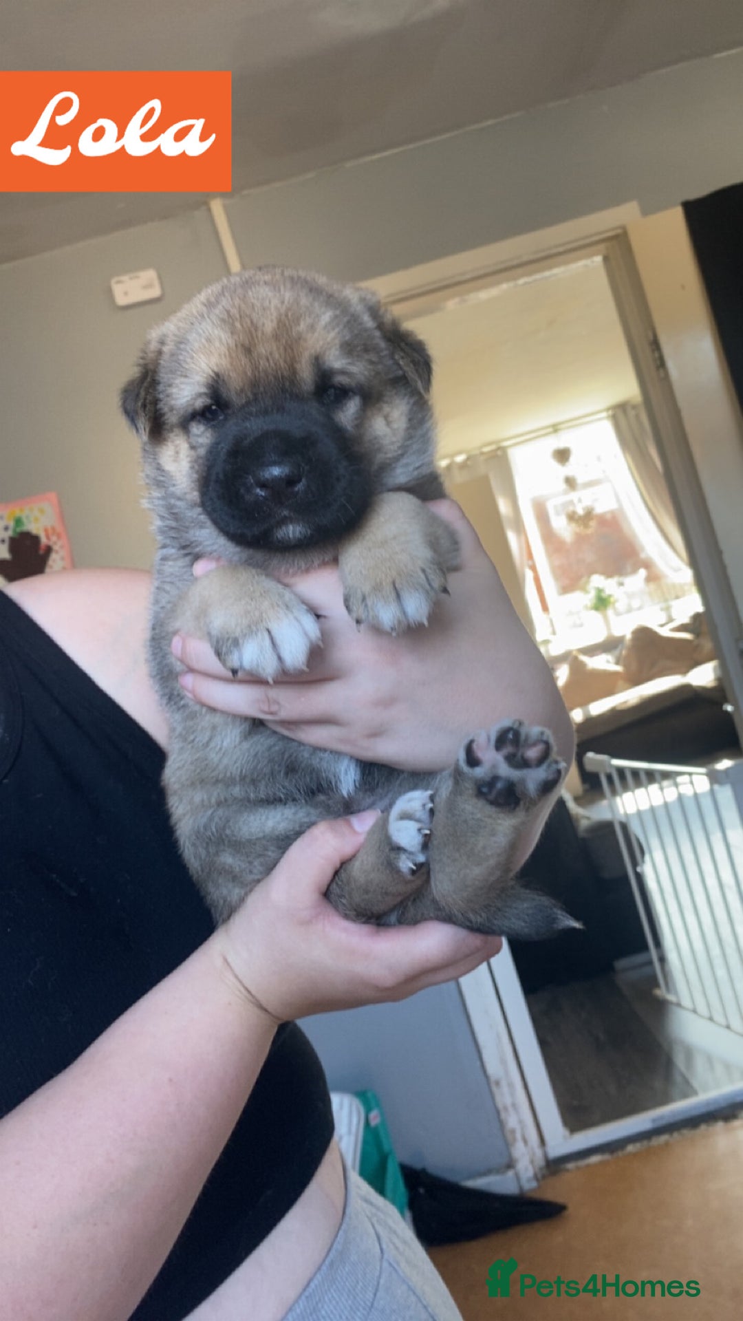 Mixed Breed dogs for sale: Rottweiler cross Akita (rokita) - Image 6