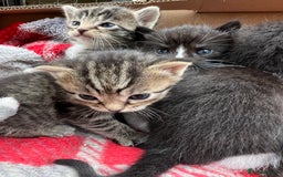 Mixed Breed cats for sale: Kittens - Image 7