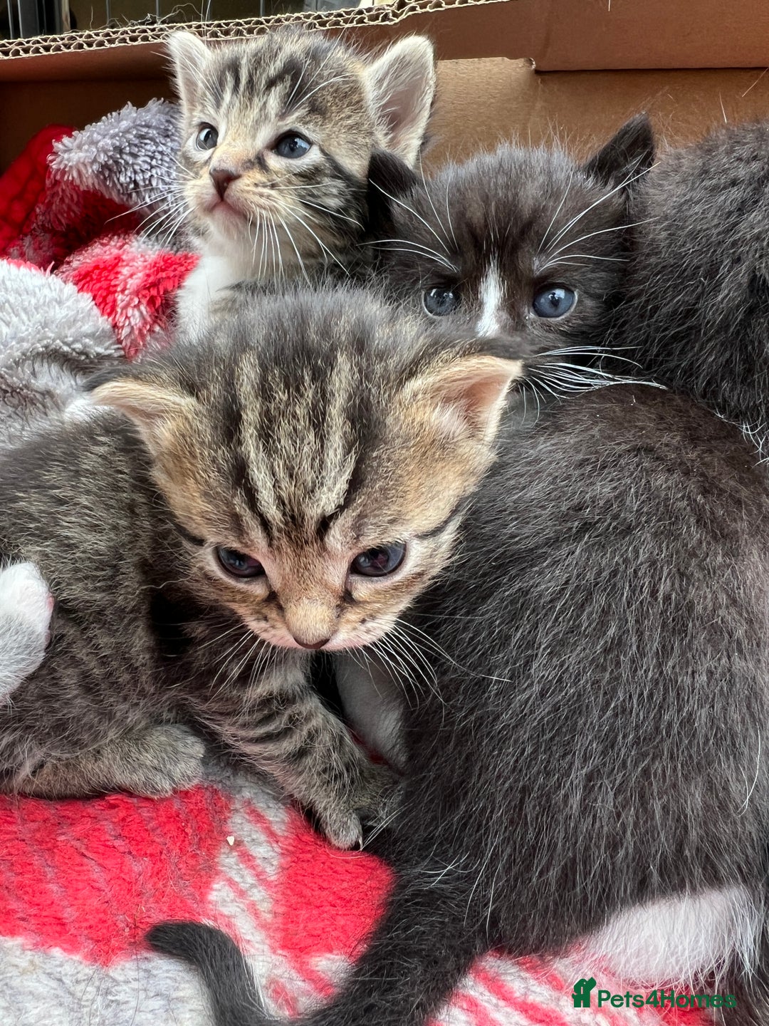 Mixed Breed cats for sale: Kittens - Image 7