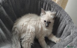 Ragdoll cats for sale: Pedigree Ragdoll Kittens  - Image 5
