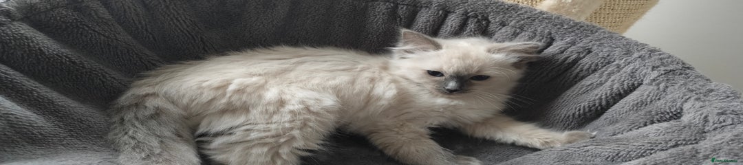 Ragdoll Kitten 4