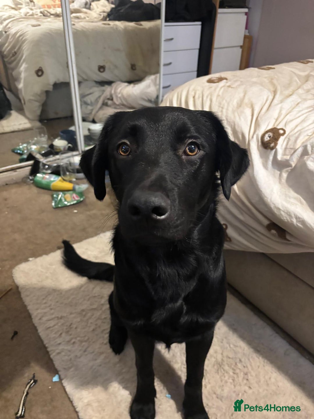 Mixed Breed dogs for sale: reluctant re homing  - Advert 3