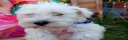 Miniature Schnauzer dogs for sale: KC Registered Miniature Shnauzers  in Preston - Advert 3