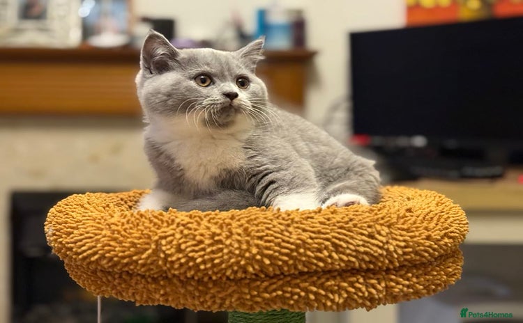 British Shorthair cats - Advert 12