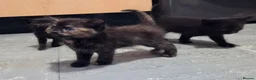 Mixed Breed cats for sale: Beautiful Fluffy Kittens Looking for Forever homes - Advert 8