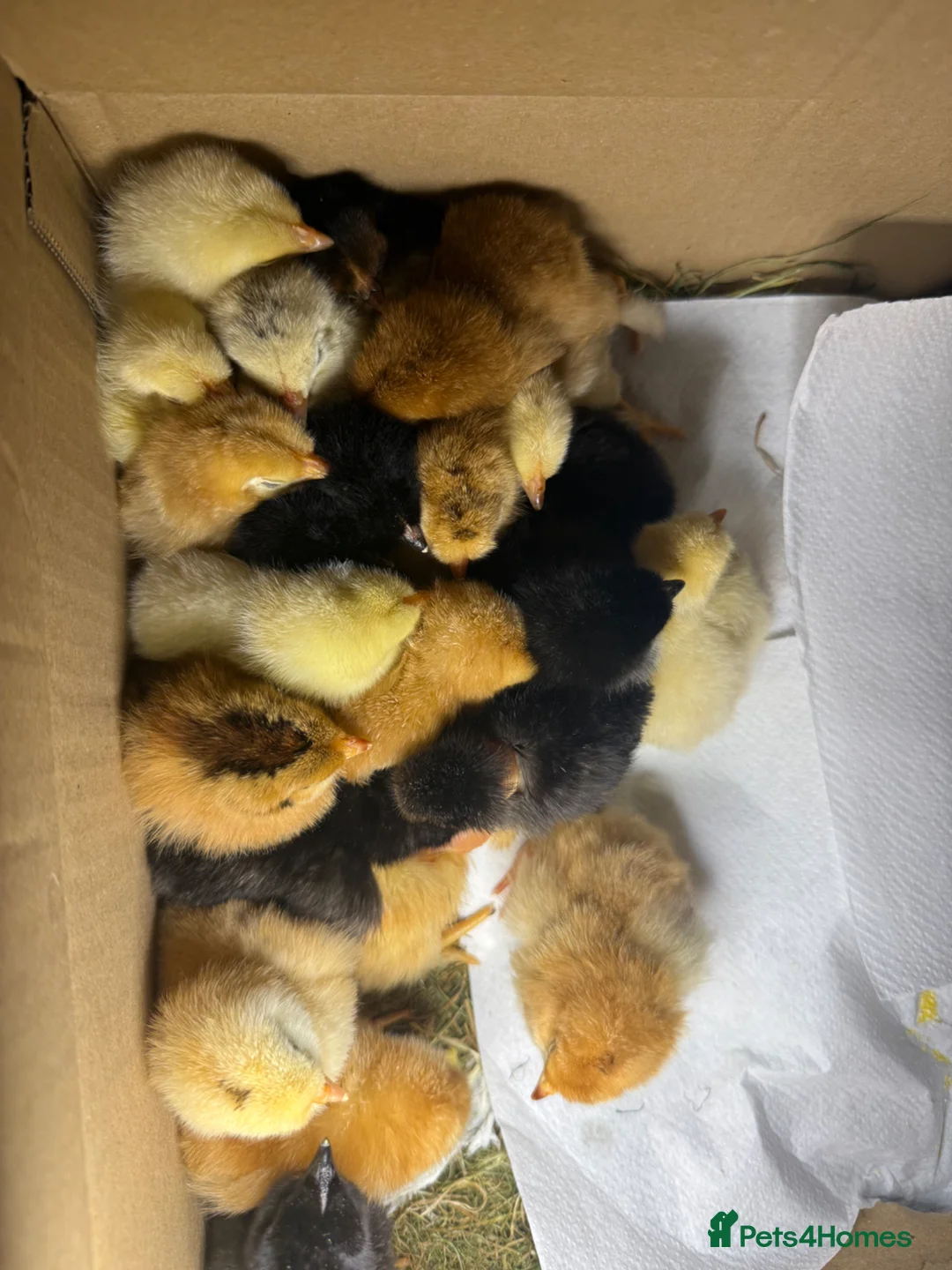 Chickens poultry for sale: Mixed breeds due on 05/05/26 in Wembley - Advert 1