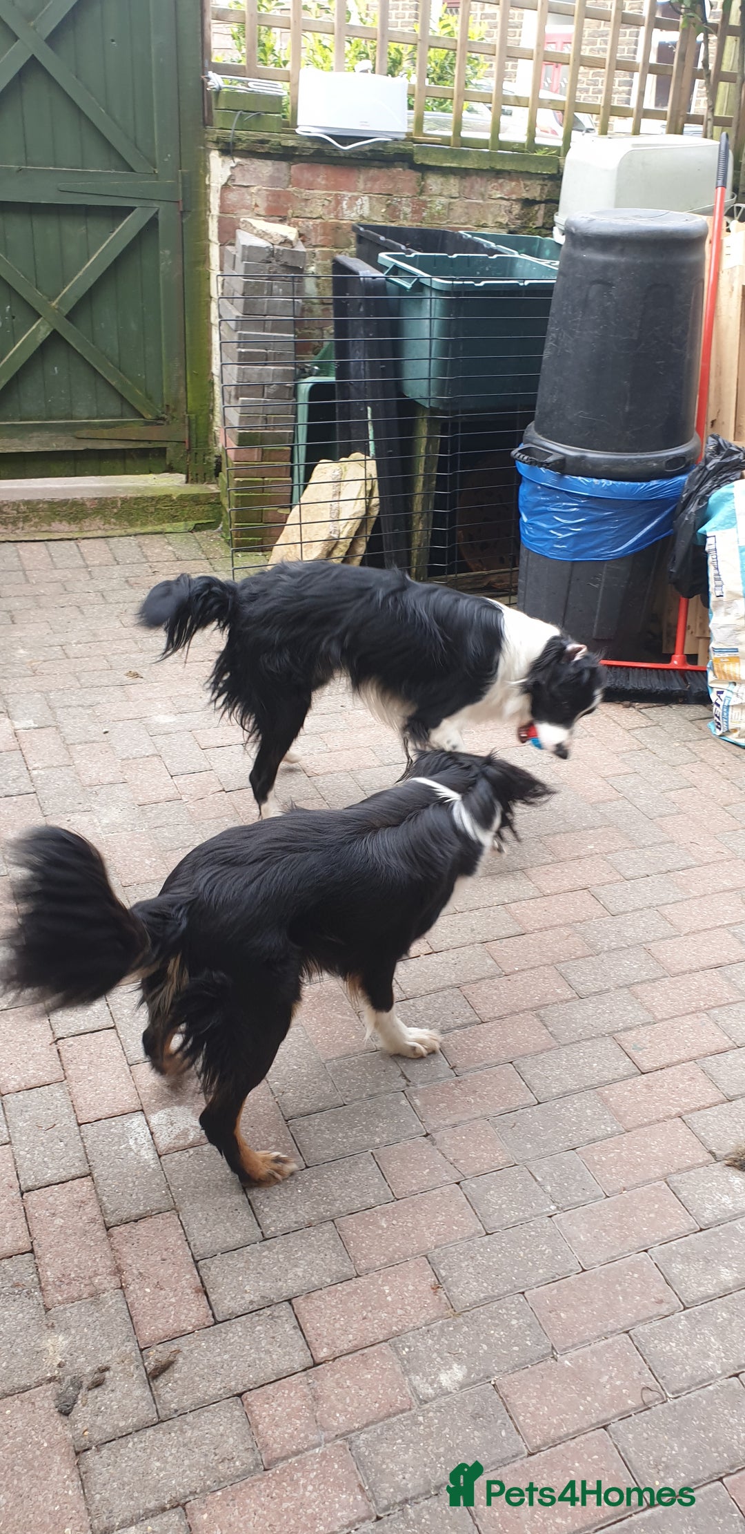 Border Collie dogs for sale: Male and female looking for loving home - Advert 9