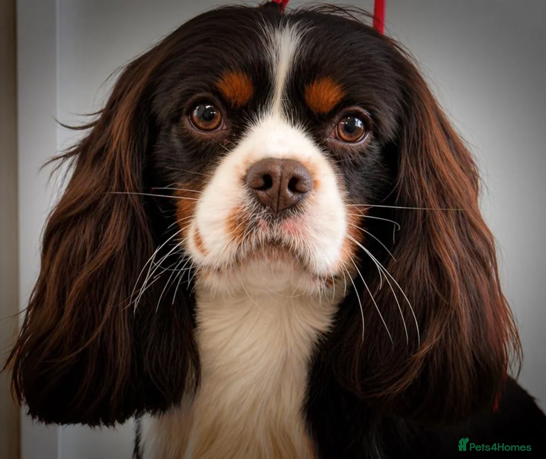 Cavalier King Charles Spaniel dogs for stud: KC Chocolate Tri FOR STUD  - Advert 2