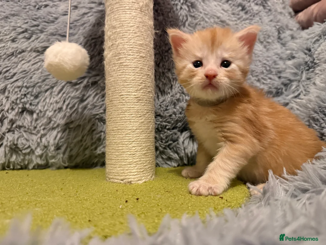 Maine Coon cats for sale: Maine coon kittens reds stunning pedigree’s  - Advert 40