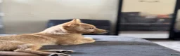 Jack Chi dogs for sale: 4 months old, beautiful little boy  in Northampton - Advert 5
