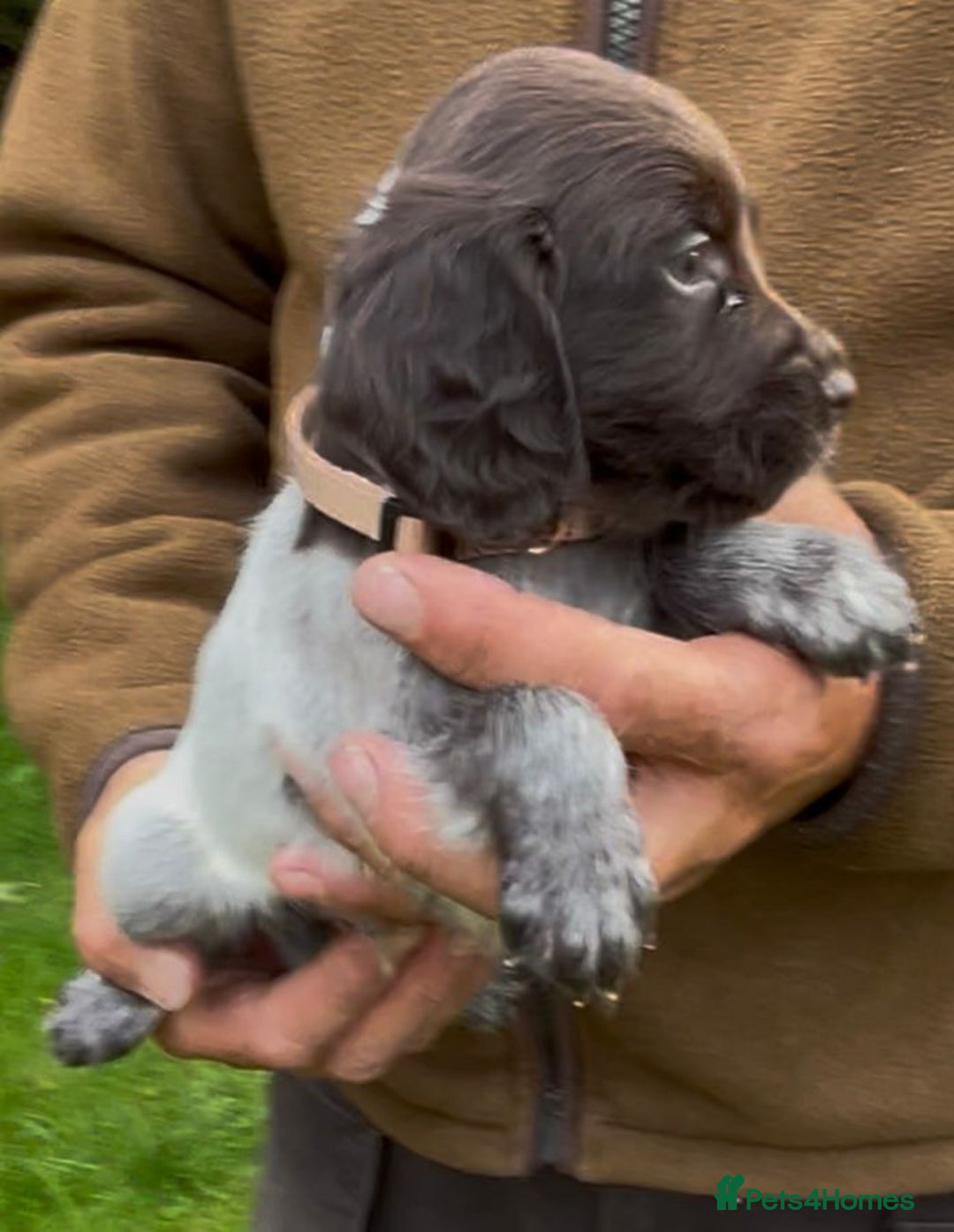 Cocker Spaniel dogs for sale: KC Reg Working Cocker spaniel puppies roan - Image 14