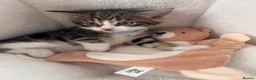 Mixed Breed cats for sale: Beautiful friendly well handled kittens - Advert 6