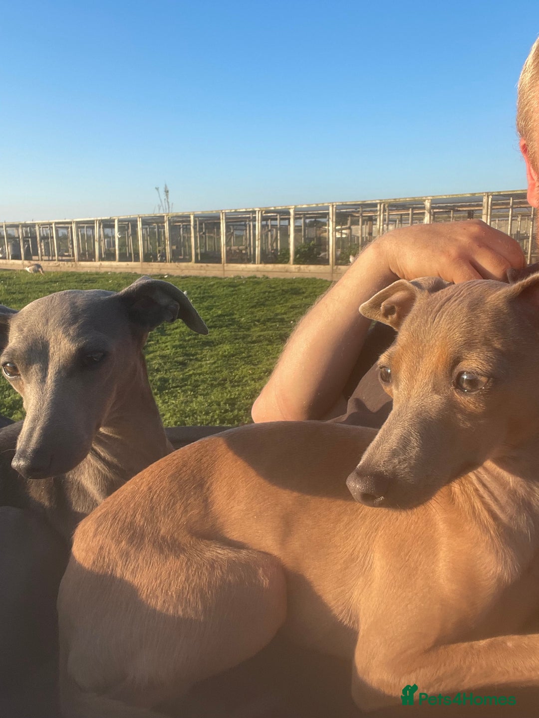 Italian Greyhound dogs for sale: 3 male Italian greyhound puppies for sale - Advert 13