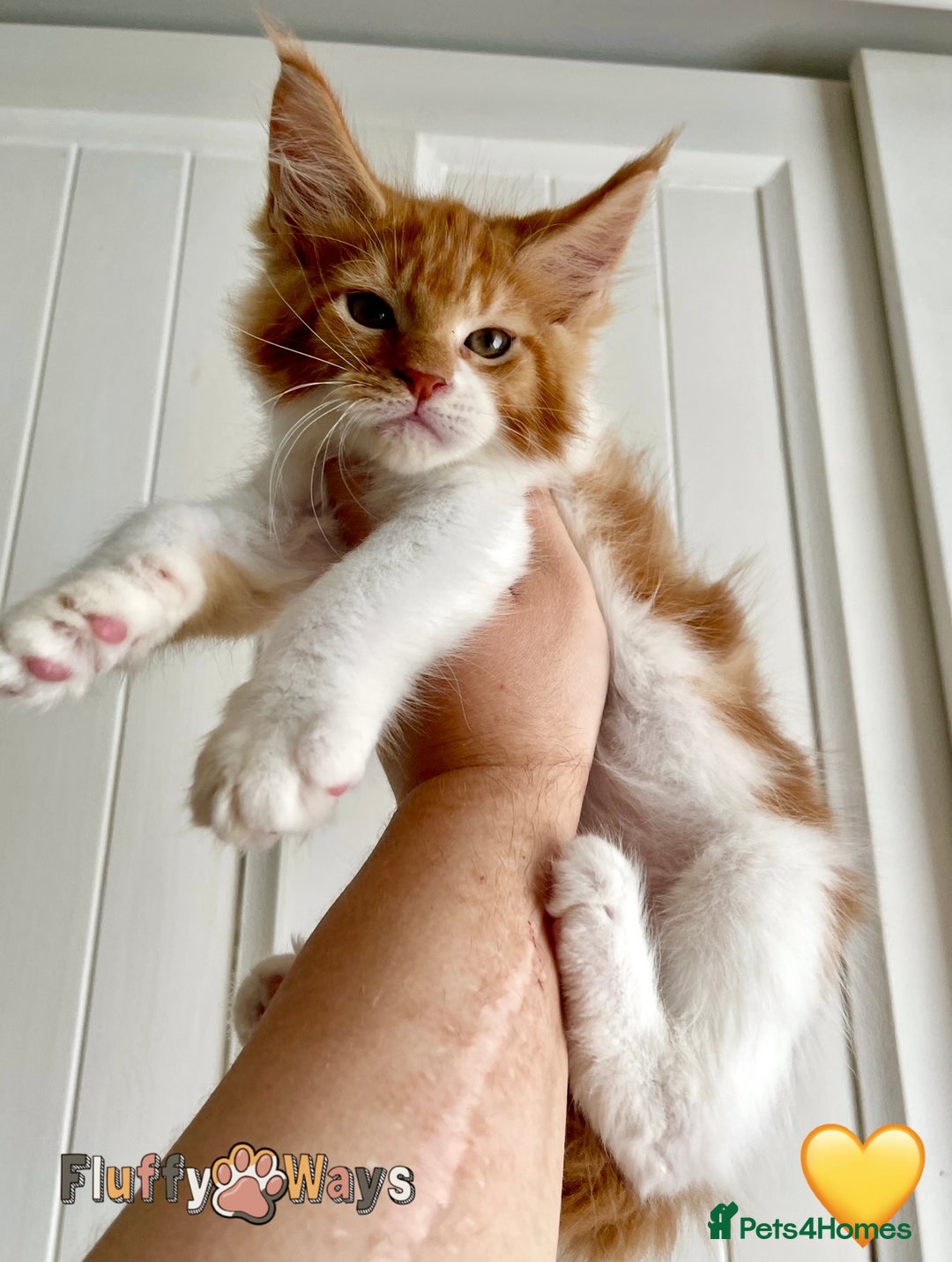 Maine Coon cats for sale: 🐾🦁 *TICA REG* GINGER MAINE COON KITTENS🦁🐾 - Image 10
