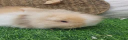 Lionhead rabbits for sale: Double Mane Lionheads - Advert 4