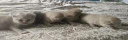 British Shorthair cats for sale:  British shorthair  - Advert 29