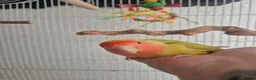 Lovebirds birds for sale: Handreared Peachface lovebird  - Advert 2
