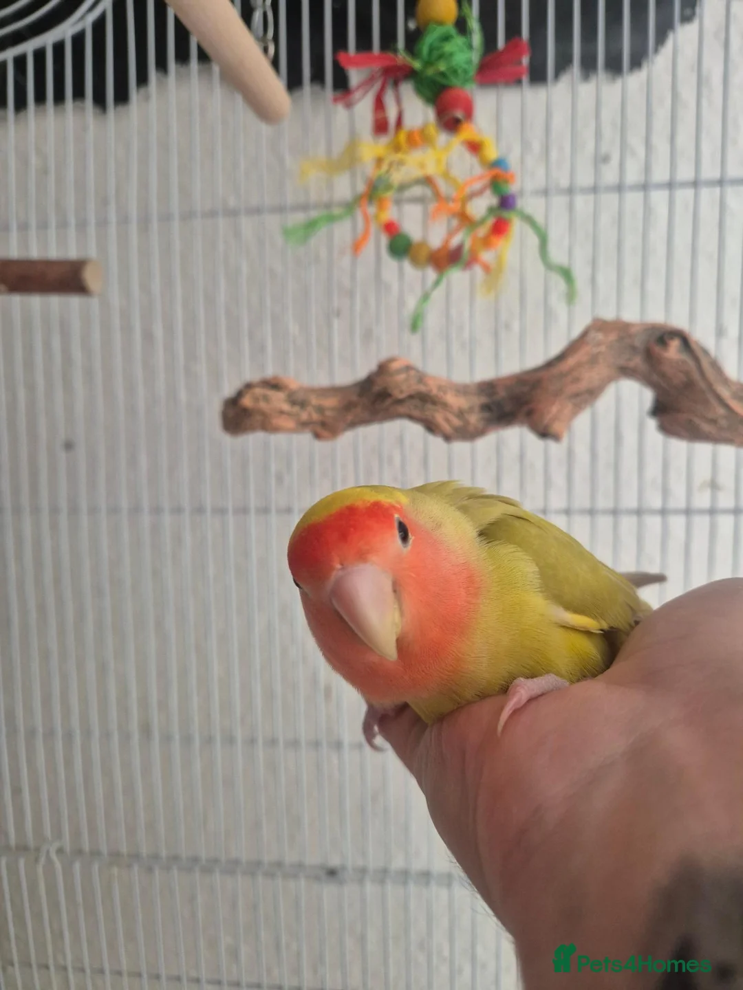 Lovebirds birds for sale: Handreared Peachface lovebird  - Advert 2