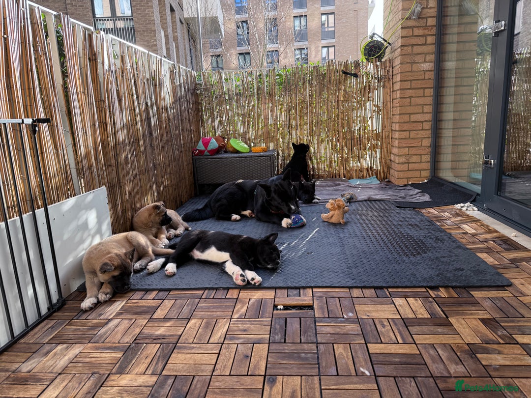 Akita dogs for sale: American Akita puppies - Advert 9