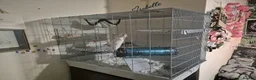 Rat rodents for sale: 2 female rats (reserved)  - Advert 5