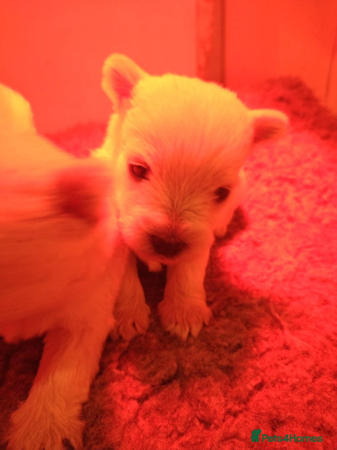 West Highland Terrier dogs for sale: Gorgeous KC registered Westie pups - Image 16