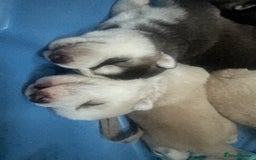 Siberian Husky dogs for sale: Beautiful Husky Puppies  - Image 7