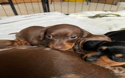 Miniature Dachshund dogs for sale: Kc registered Miniature female dachshund  - Image 4