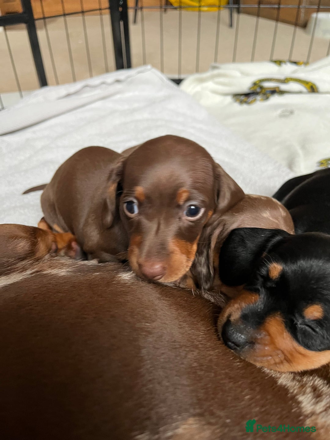 Miniature Dachshund dogs for sale: Kc registered Miniature female dachshund  - Image 4