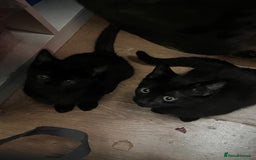 Mixed Breed cats for sale: Cute and playful kitties  - Image 8