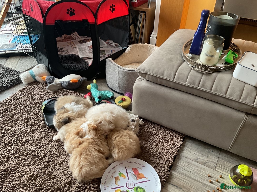 Mixed Breed dogs for sale: Malti-Pom Puppies - £1200 - Advert 21