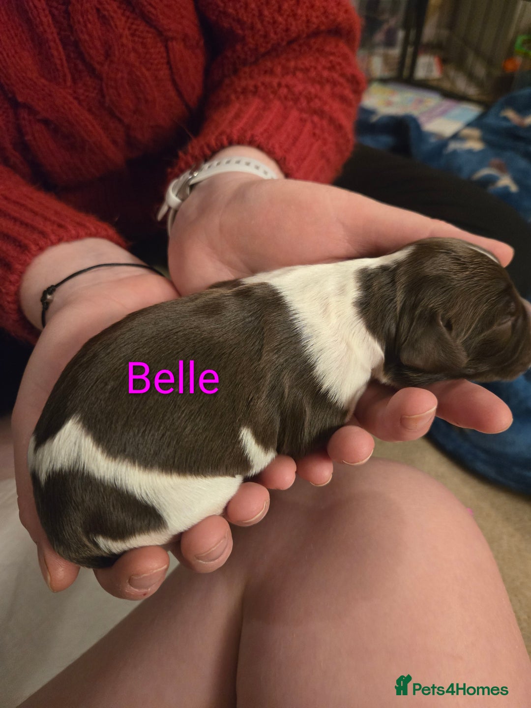 English Springer Spaniel dogs for sale: KC Registered English Springer Spaniel Puppies - Advert 11