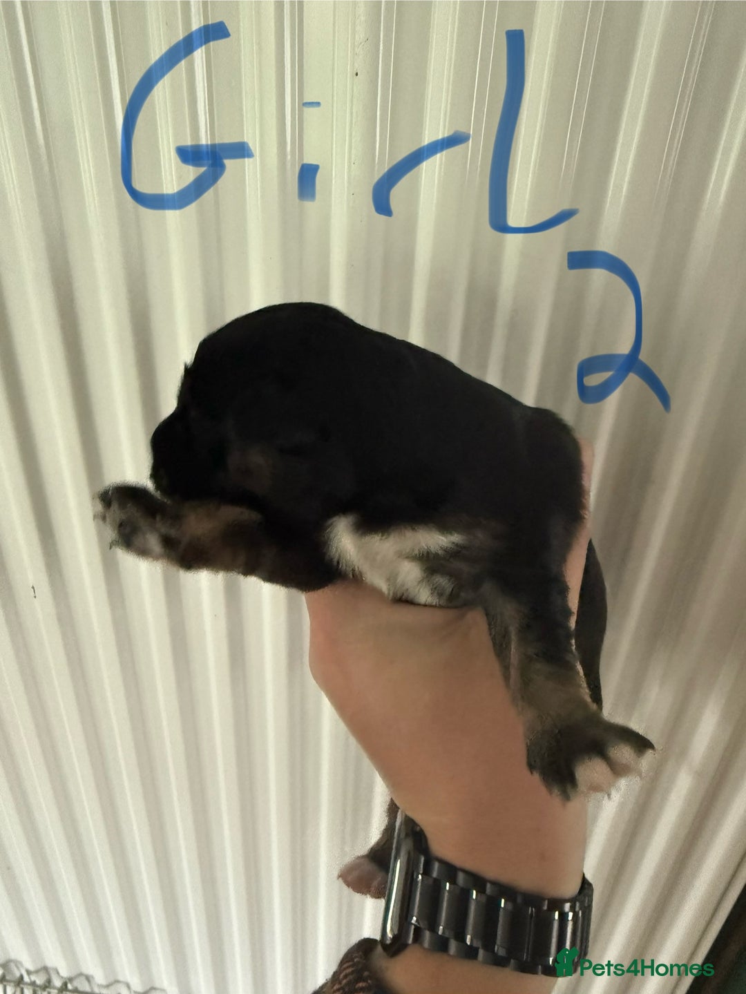 Mixed Breed dogs for sale: Blue merle and golden retriever puppies - Image 13