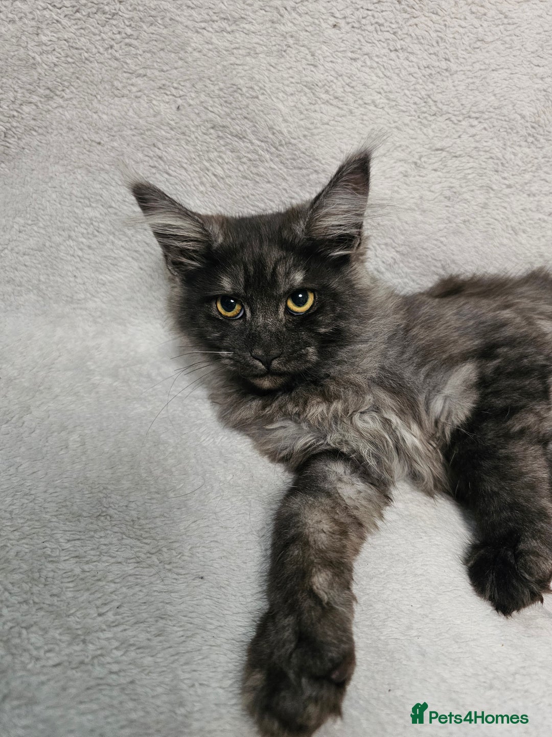 Maine Coon cats for sale: Black Smoke Kittens - Advert 14