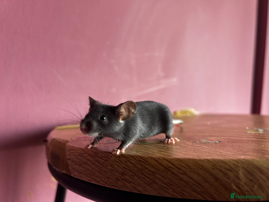 Mouse rodents for sale: Little Mices  - Image 3