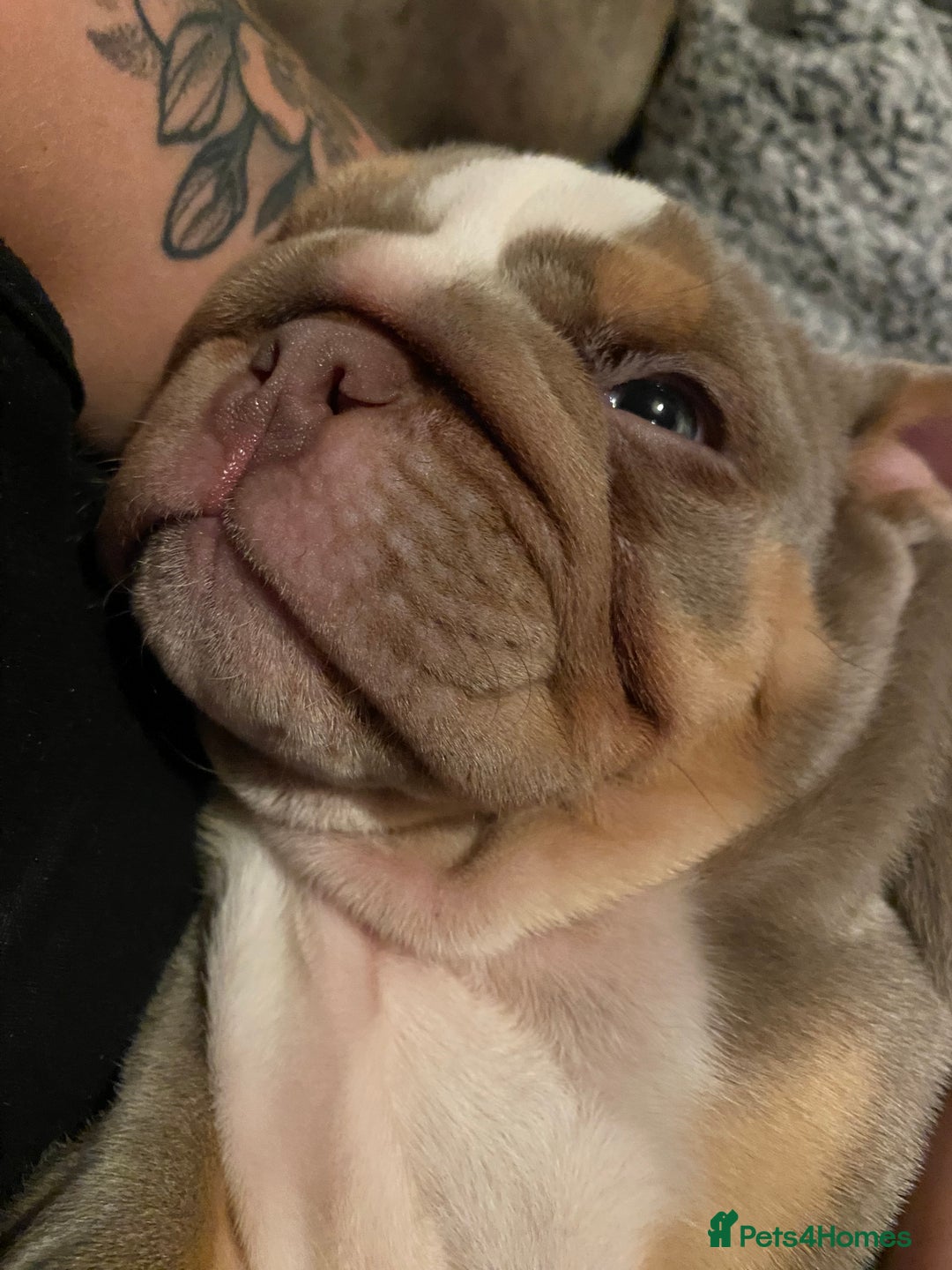 English Bulldog dogs for sale: English bulldog puppies  - Advert 26