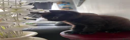 Domestic Shorthair cats for sale: Black Kittens - Advert 2