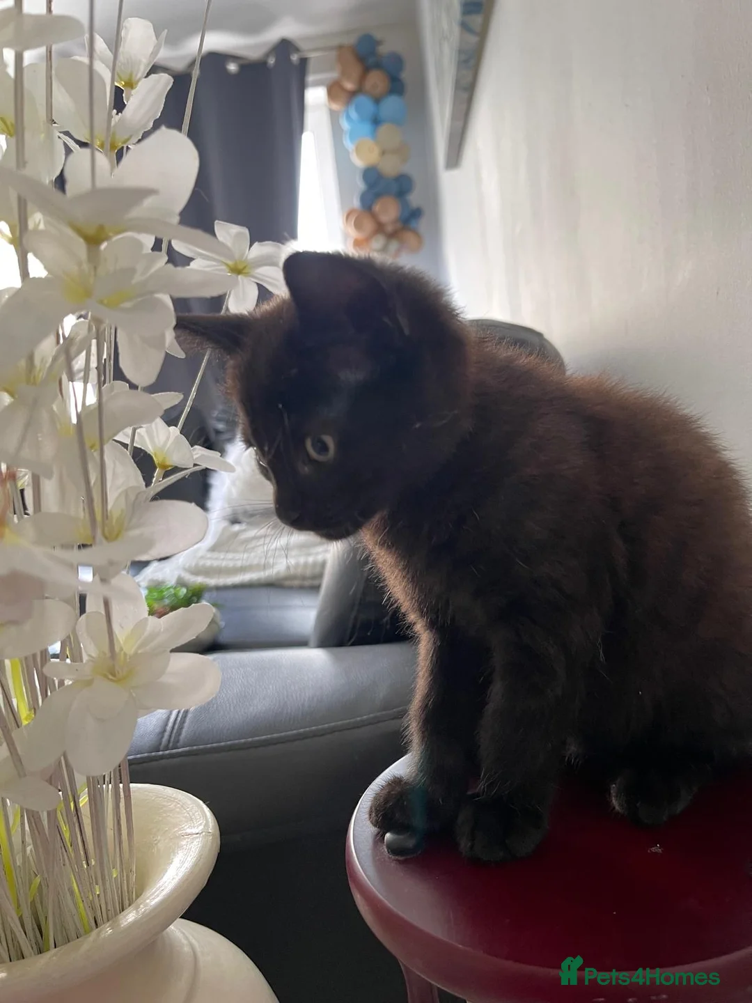 Domestic Shorthair cats for sale: Black Kittens - Advert 2