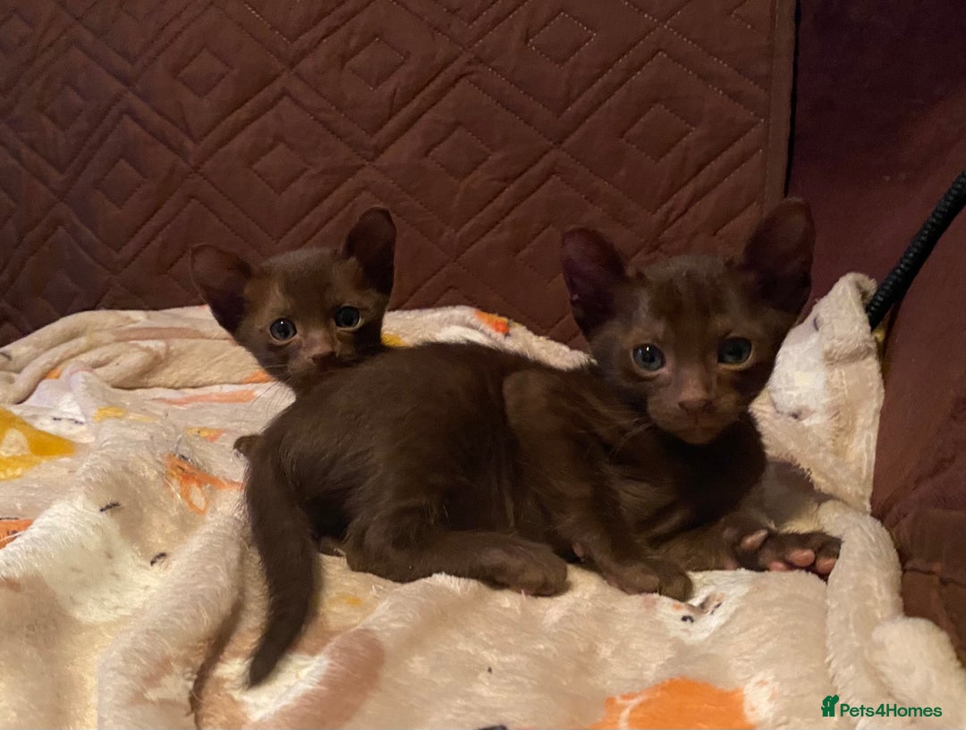 Suffolk cats for sale: Suffolk Chocolate Female Kitten - Advert 1