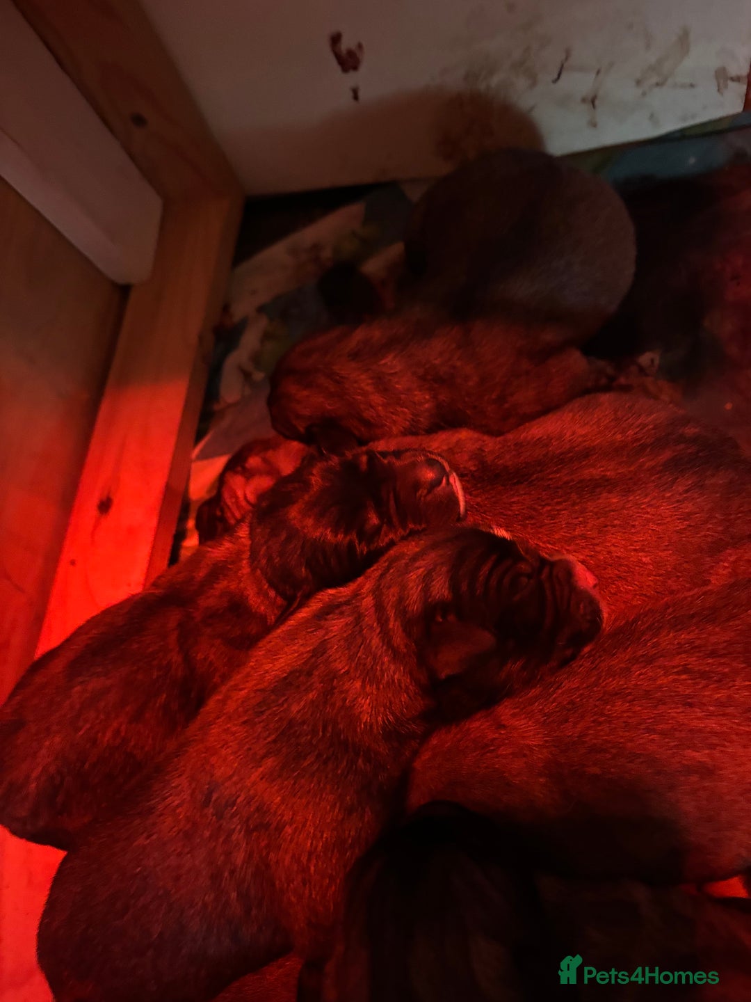 Anatolian Shepherd dogs for sale: Beautiful litter of stunning puppy’s  - Advert 10