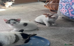 Mixed Breed cats for sale: Mixed calico litter  - Image 5