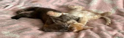 Maine Coon cats for sale: Maine Coon Cross Kittens - Advert 6
