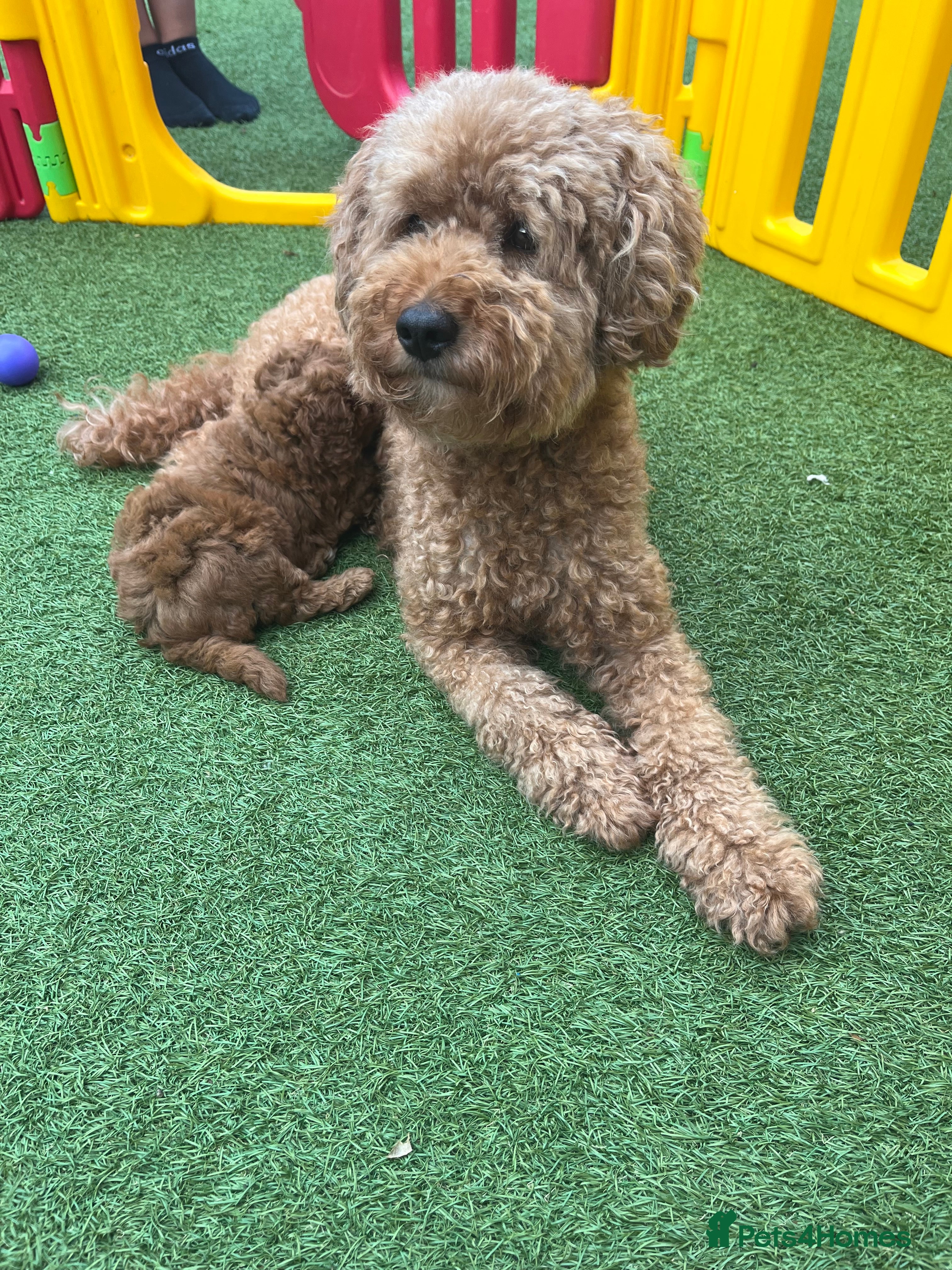 Labradoodle dogs Red miniature multi gen labradoodles - Advert 1