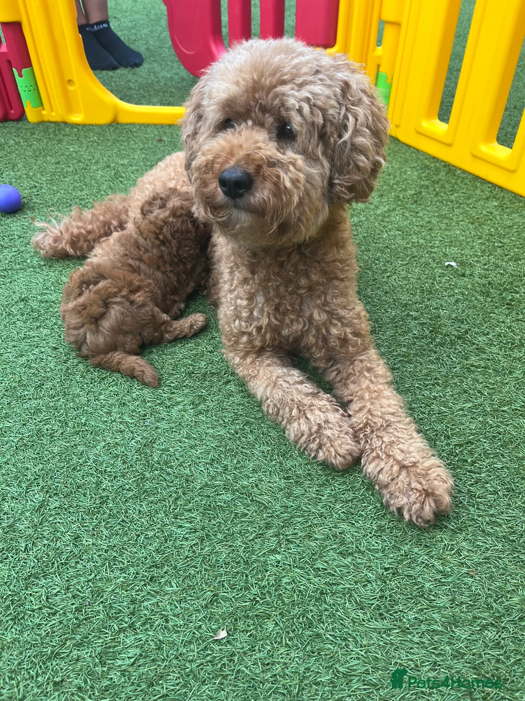 Labradoodle dogs for sale: Red miniature multi gen labradoodles - Advert 1