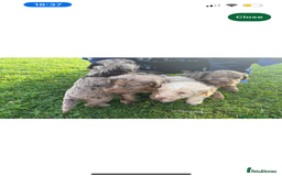 Cockapoo dogs for sale: Adorable 8 week old puppy looking for a good home  - Image 5