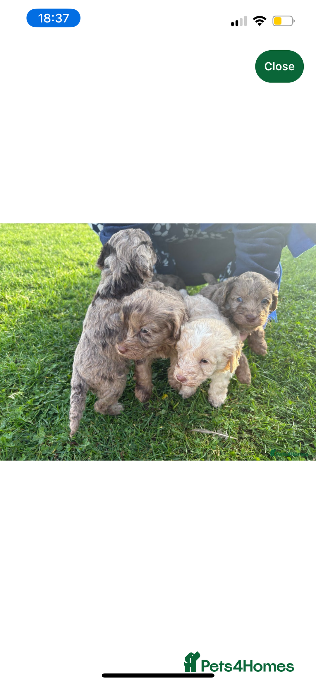 Cockapoo dogs for sale: Adorable 8 week old puppy looking for a good home  - Image 5